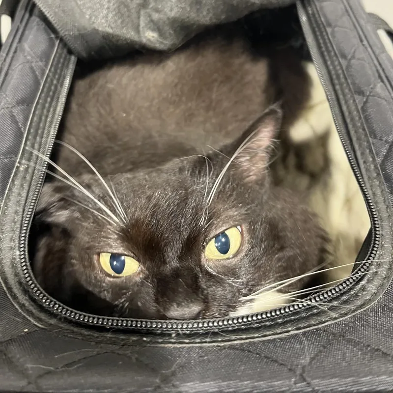 A senior extra large-sized female Domestic Short Hair cat named Shirley for adoption in Tampa, FL