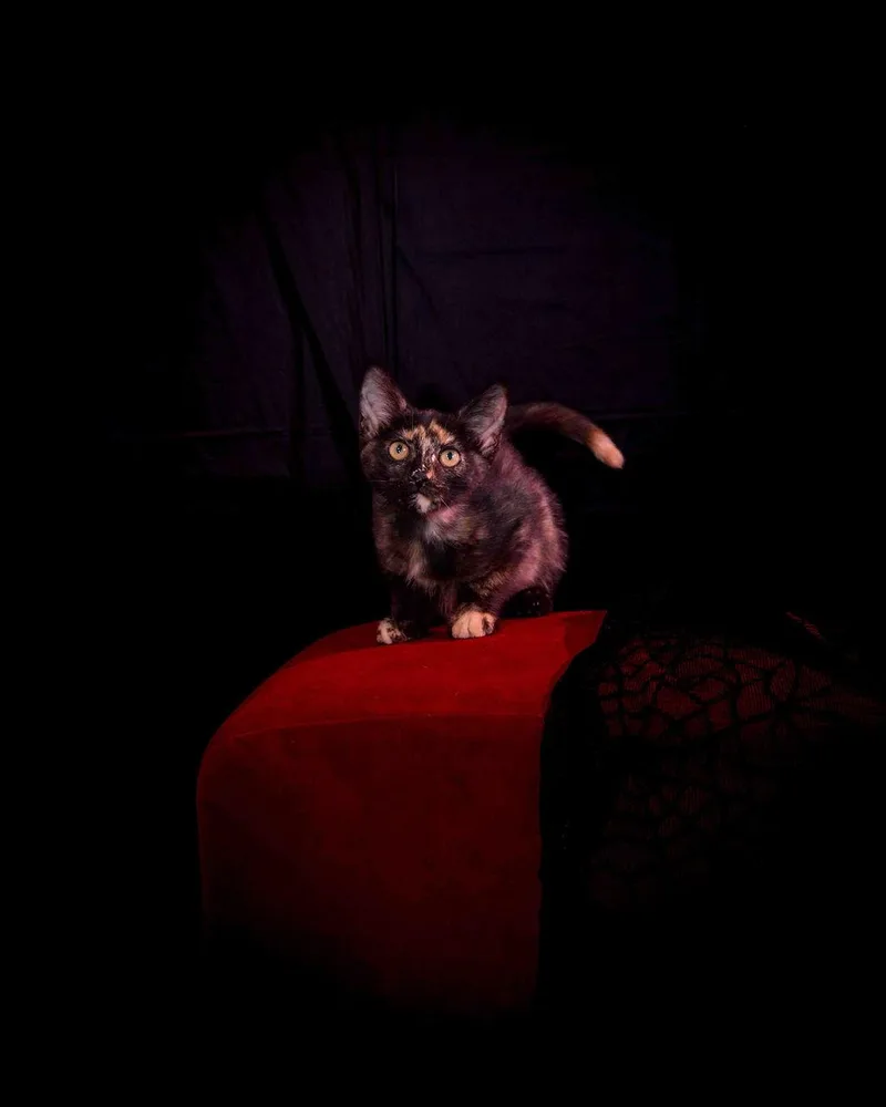 A young medium-sized female Tortoiseshell Domestic Short Hair cat named Camille for adoption in Jefferson, LA