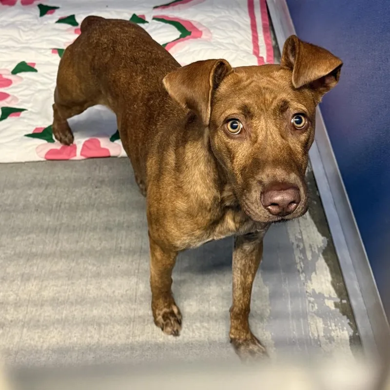 A young medium-sized female Red / Chestnut / Orange Mixed Breed dog named Clover for adoption in Dickinson, TX