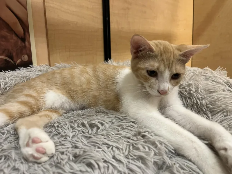 A young medium-sized female Domestic Short Hair cat named Sweetie for adoption in Tustin, CA