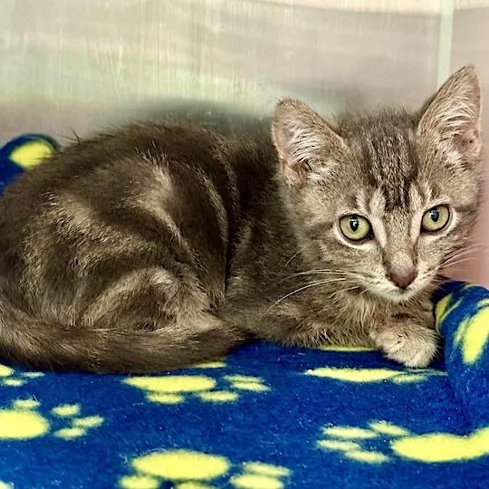 A baby small-sized female Domestic Short Hair cat named Ayden for adoption in Los Angeles, CA