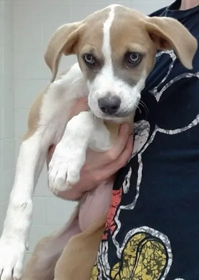 A baby small-sized female Pit Bull Terrier dog named Hazel for adoption in Salinas, CA
