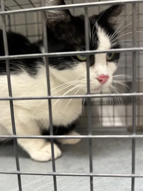 An adult medium-sized female Domestic Short Hair cat named Megahn for adoption in Las Vegas, NV