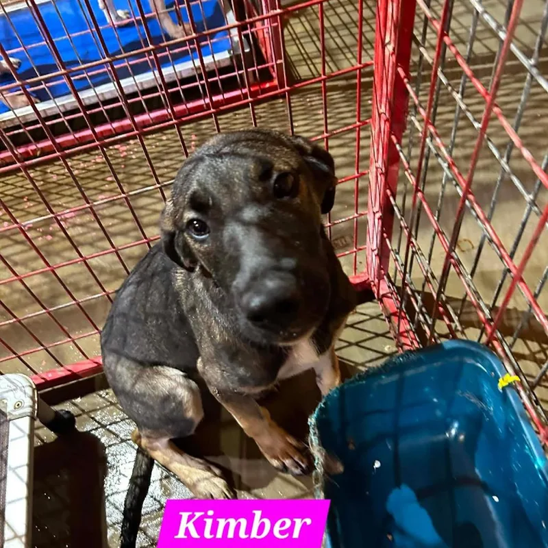 A young medium-sized female Black Belgian Shepherd / Malinois dog named Kimber for adoption in Madill, OK