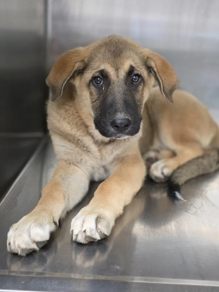 A baby large-sized female Anatolian Shepherd dog named Arely for adoption in Carthage, MO