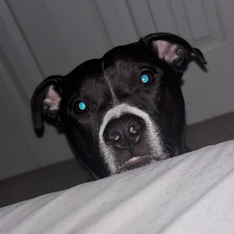 A senior medium-sized female Black Pit Bull Terrier dog named Rosie for adoption in Harrisonburg, VA