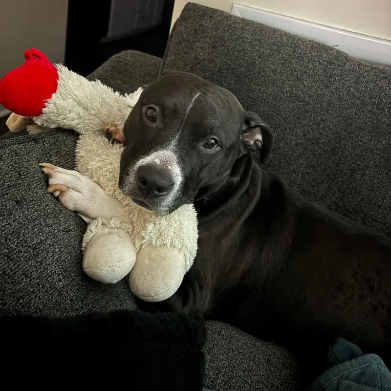 Rosie thumbnail 2