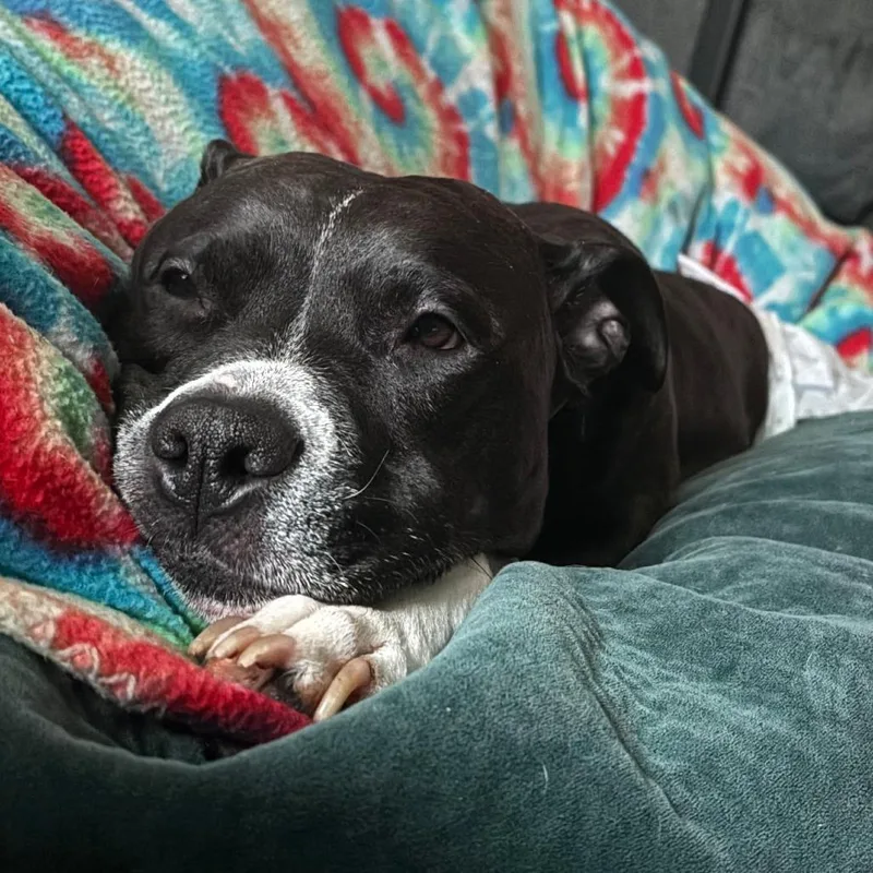Rosie thumbnail 3