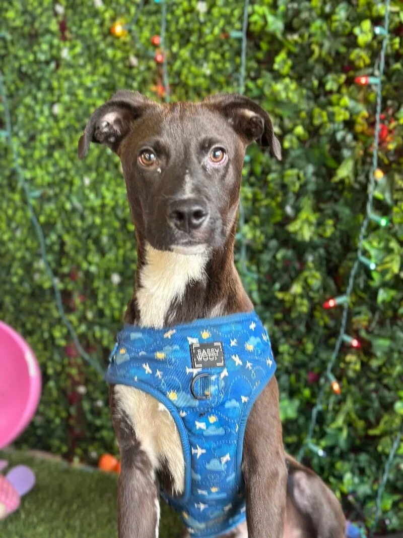 A baby medium-sized male Brown / Chocolate Mountain Dog dog named Willis for adoption in Carlsbad, CA