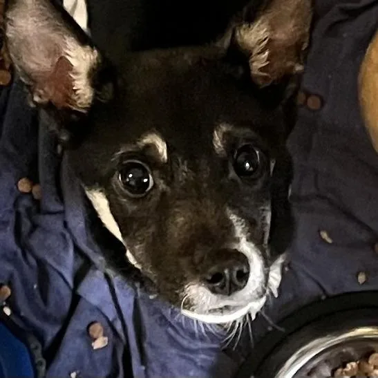A baby small-sized male Black Husky dog named Silver for adoption in Baltimore, MD