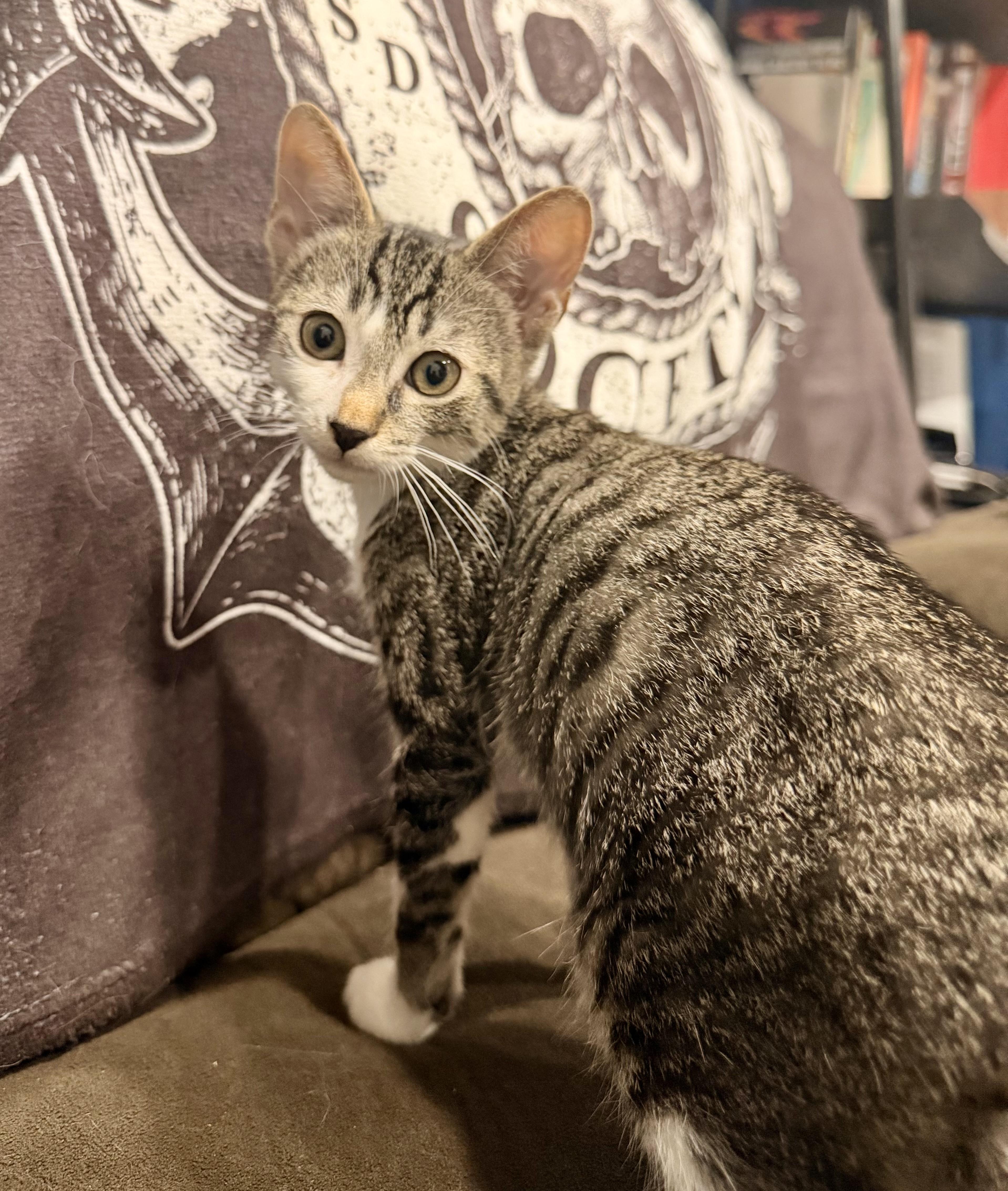 A baby medium-sized male Tabby (Gray / Blue / Silver) Domestic Short Hair cat named Braxton for adoption in Norco, CA