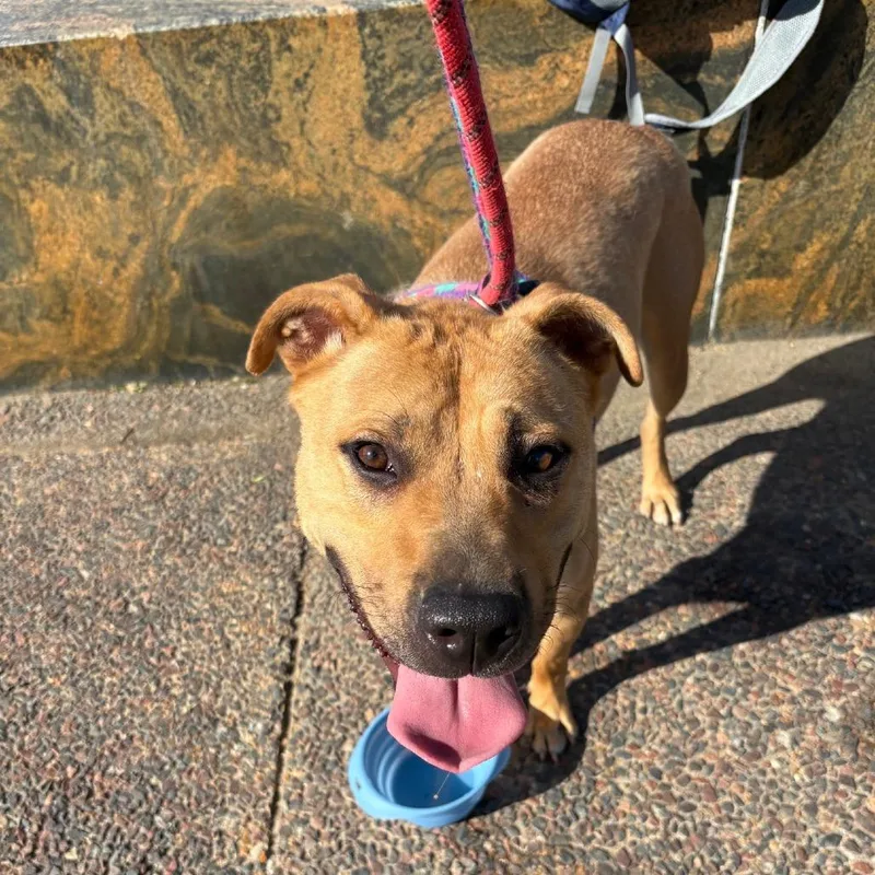 An adult medium-sized male Yellow / Tan / Blond / Fawn Terrier dog named Wyatt for adoption in St. Peters, MO