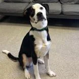 An adult medium-sized male Tricolor (Brown, Black, & White) Mixed Breed dog named Aiden for adoption in Lansing, MI