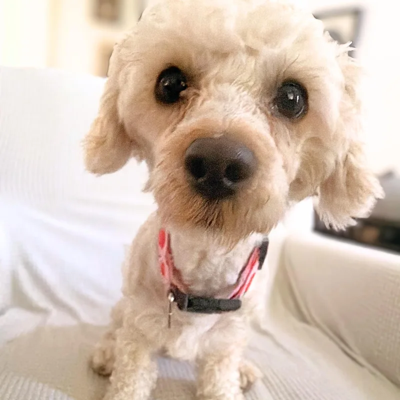 Phoebe thumbnail 2