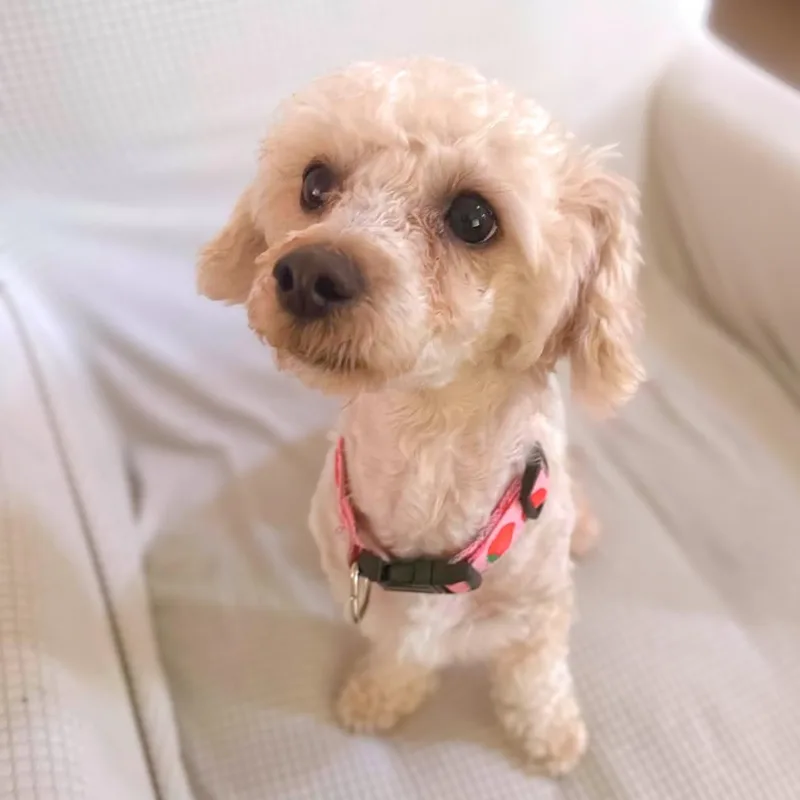 Phoebe thumbnail 3