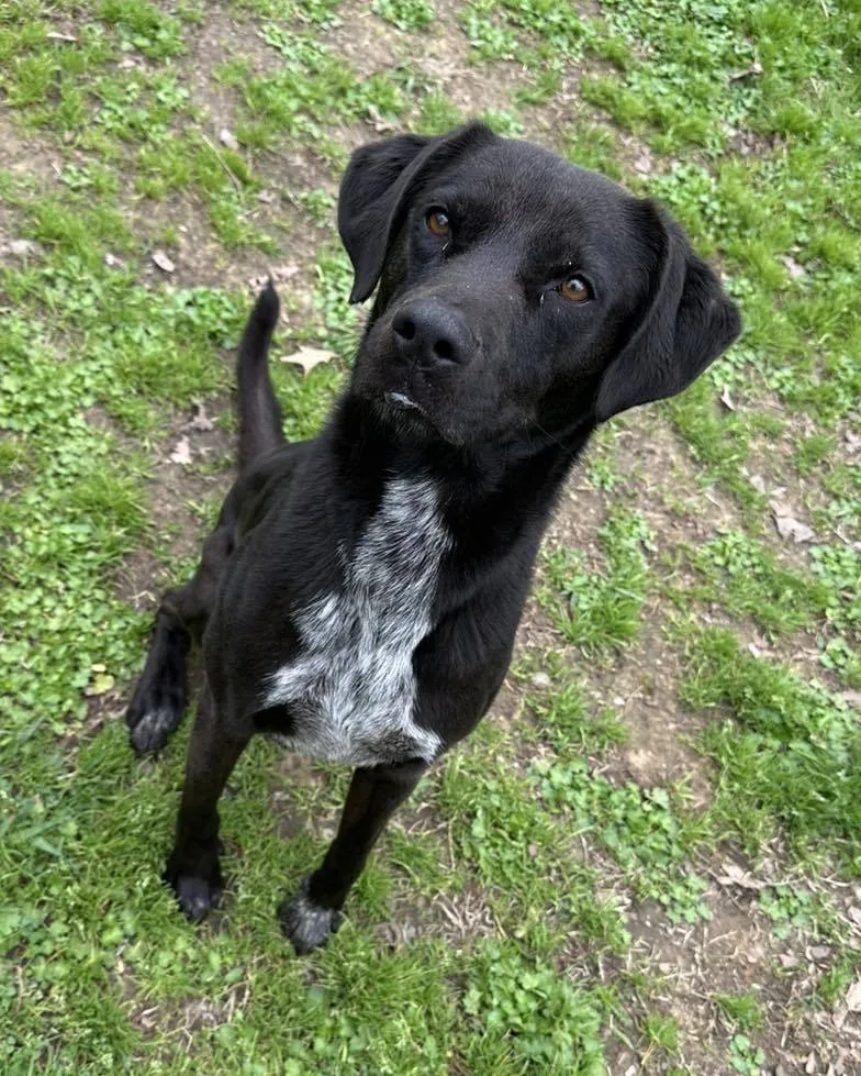 A young medium-sized male Labrador Retriever dog named Moose for adoption in Shreveport, LA