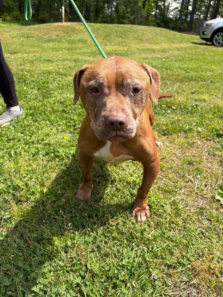 A senior large-sized female Pit Bull Terrier dog named Adele for adoption in Cambridge, MD