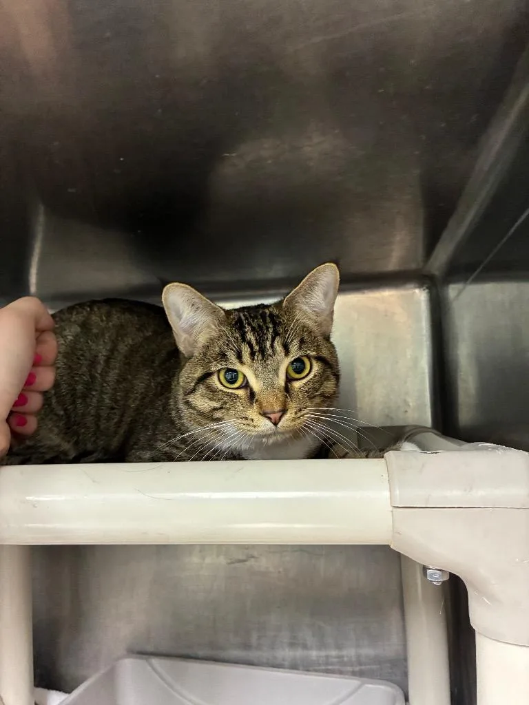 Sir Oliver thumbnail 2