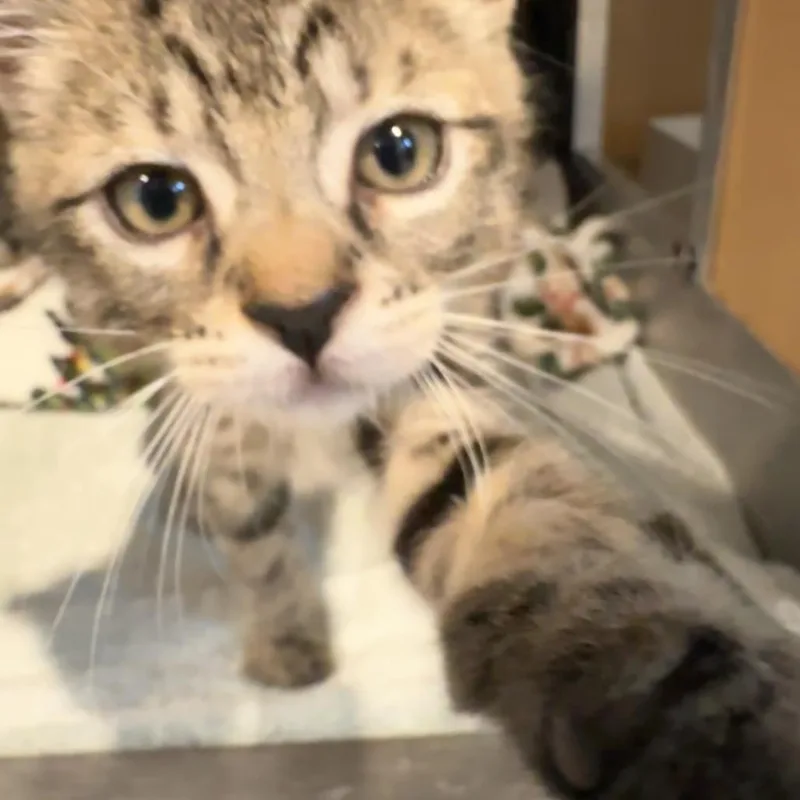 A baby small-sized male Brown / Chocolate Domestic Short Hair cat named Buttercup for adoption in Chesapeake, VA