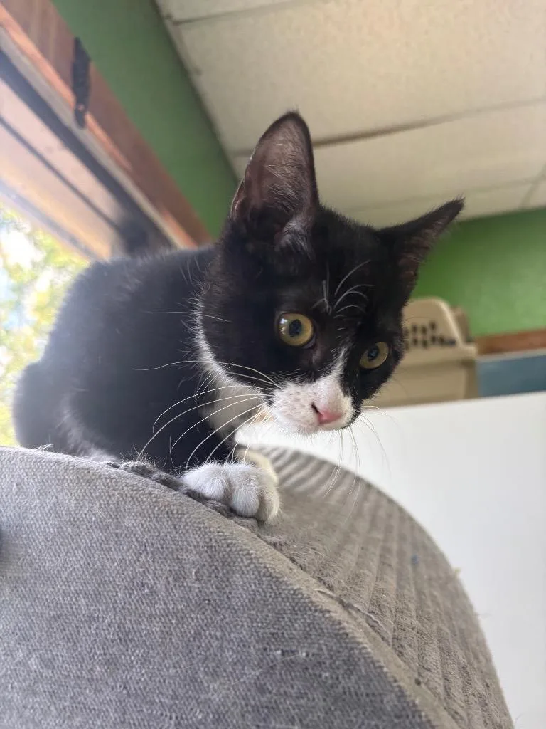 A baby small-sized male Domestic Short Hair cat named Ralph for adoption in Fort Worth, TX