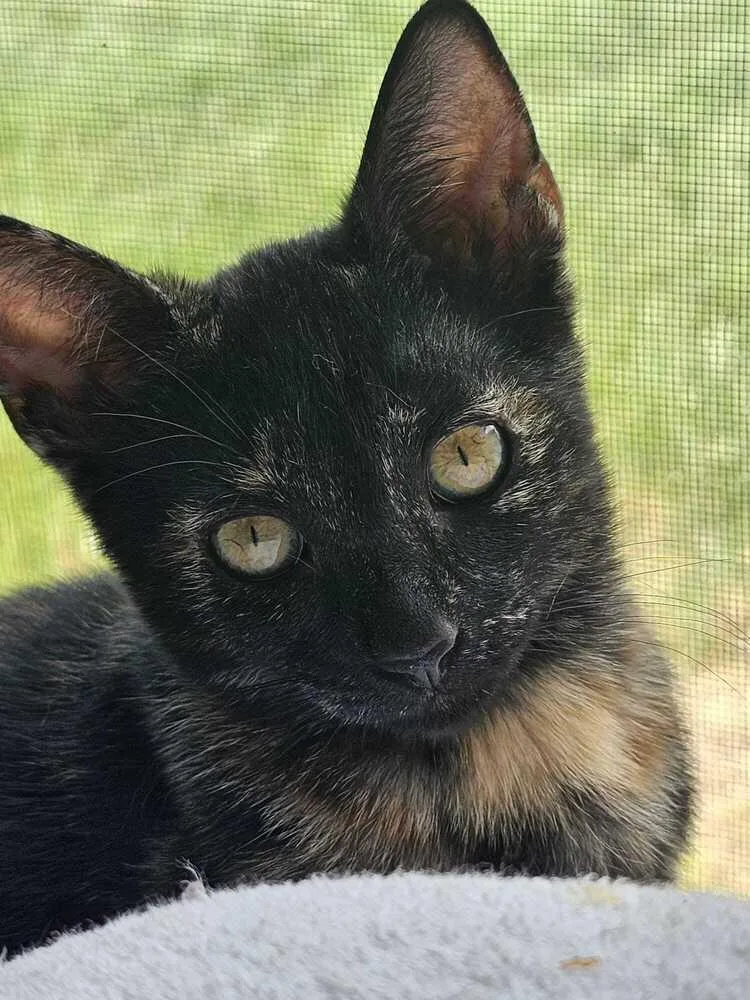 A baby small-sized female Domestic Short Hair cat named Bisque for adoption in Orlando, FL