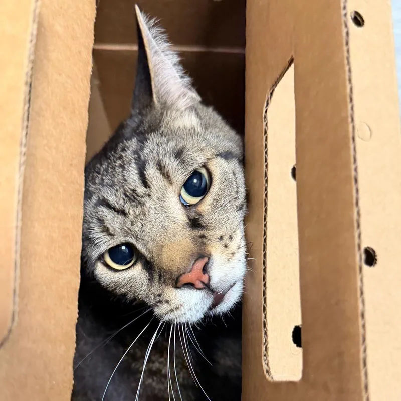 An adult small-sized male Black Domestic Short Hair cat named Tigger Roo for adoption in Philadelphia, PA