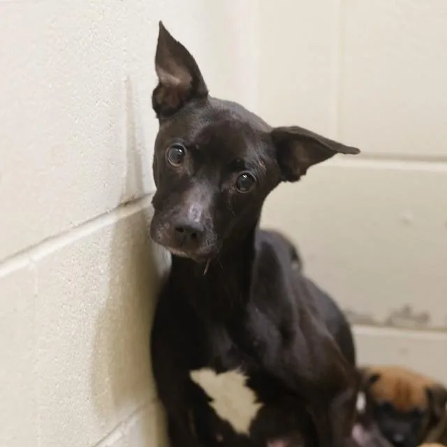 A young medium-sized female Chihuahua dog named Willow for adoption in San Antonio, TX