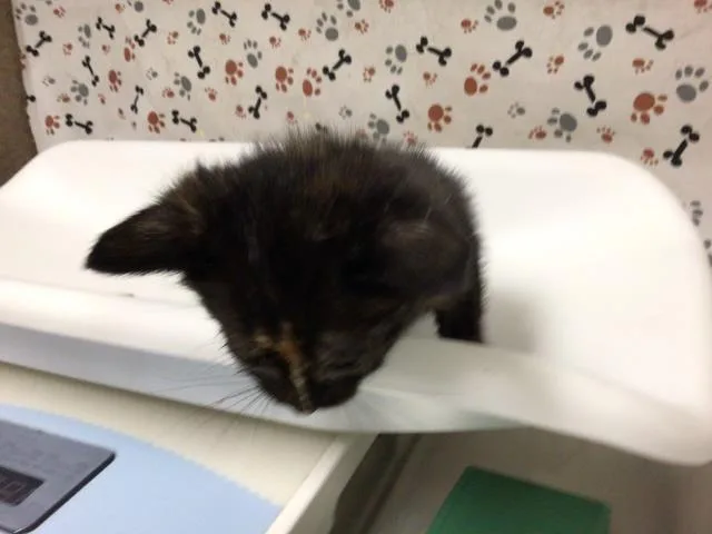 A baby small-sized female Domestic Short Hair cat named Lisa for adoption in Riverside, CA