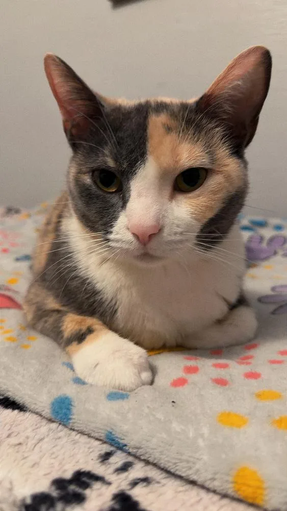 Ellis Grey thumbnail 2