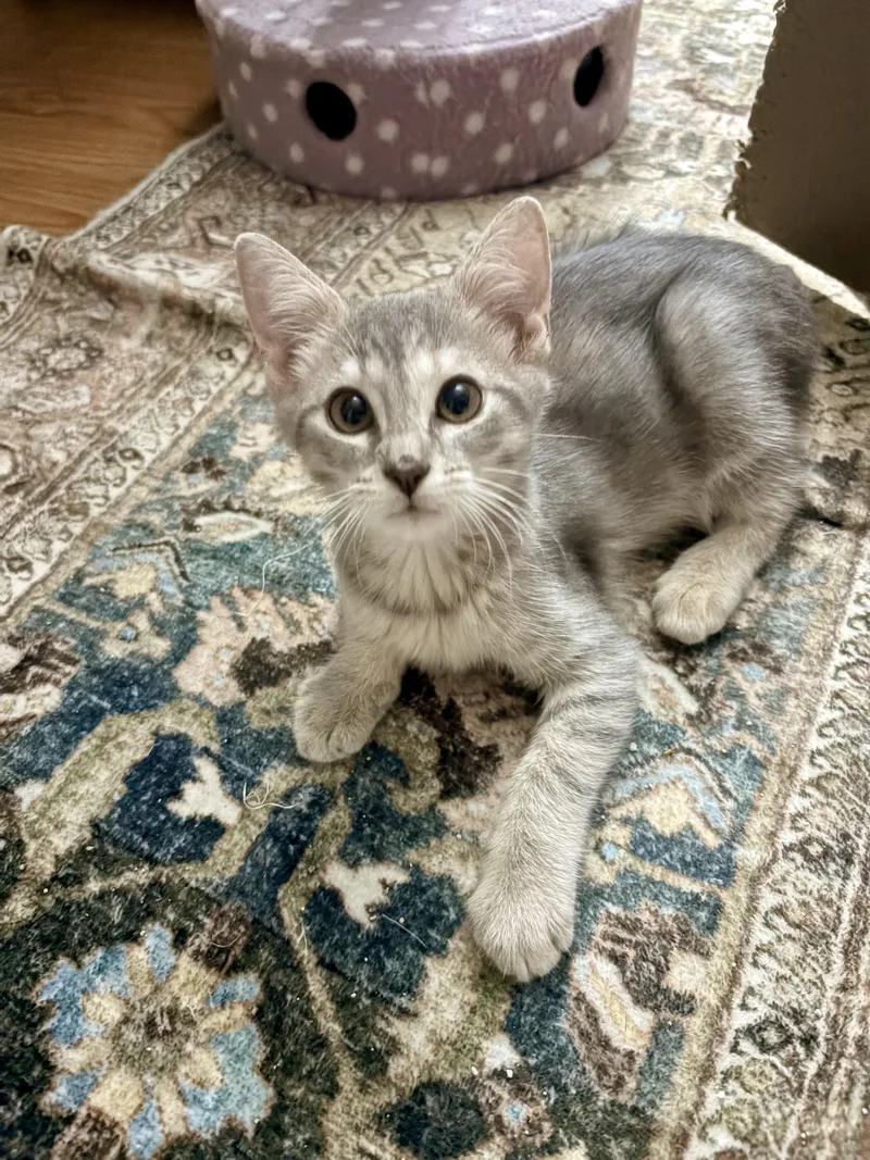 Fajita
