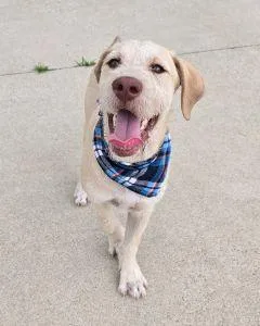A young large-sized male Poodle dog named Ross for adoption in Bucyrus, OH