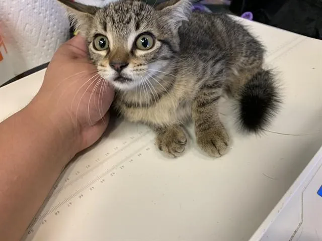 A baby small-sized female Domestic Short Hair cat named February for adoption in Grand Prairie, TX