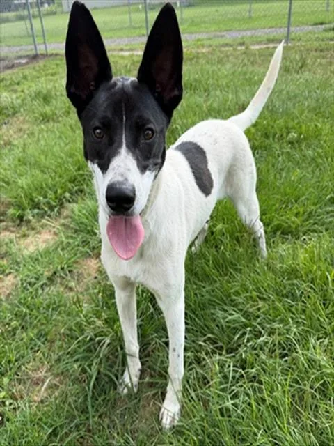 A young large-sized male Labrador Retriever dog named Spot for adoption in Conroe, TX