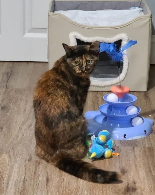 A young medium-sized female Domestic Short Hair cat named Olives for adoption in Pawtucket, RI