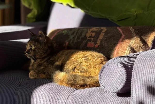 Olives thumbnail 3