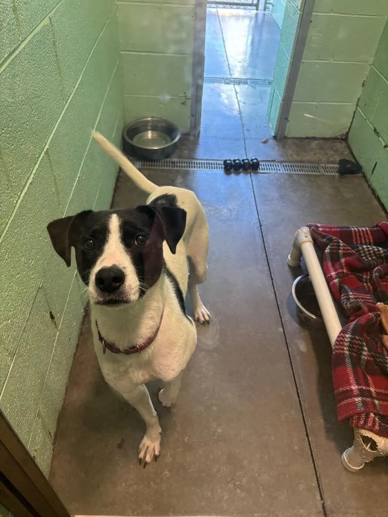 A young large-sized female Pointer dog named Flaca for adoption in Blountville, TN