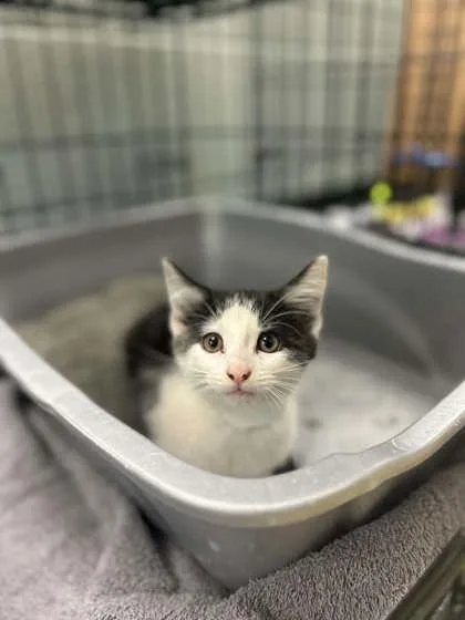 A baby small-sized female Domestic Short Hair cat named Bailey for adoption in Munster, IN