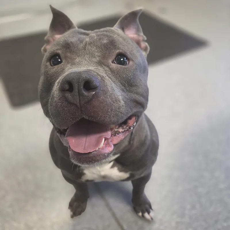 An adult medium-sized male American Staffordshire Terrier dog named Ghost for adoption in Watertown, NY