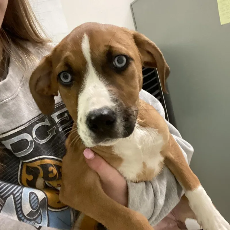 An adult medium-sized female Brown / Chocolate Mixed Breed dog named Monroe for adoption in Charleston, WV