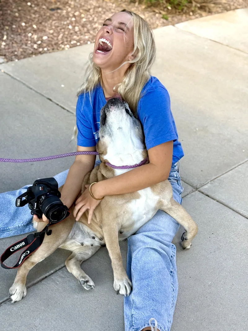 A senior medium-sized female American Bulldog dog named Emily for adoption in El Paso, TX