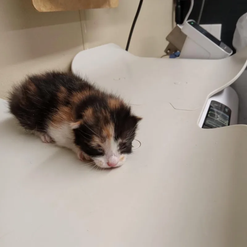 A baby small-sized female Calico Domestic Short Hair cat named Marisa for adoption in Pauls Valley, OK