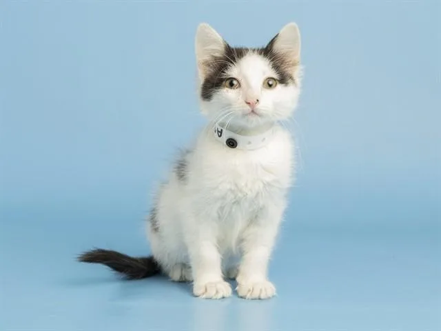 A baby small-sized female Domestic Short Hair cat named Phoebe for adoption in Phoenix, AZ
