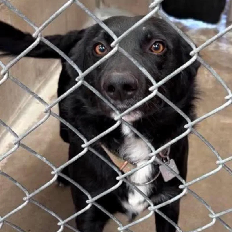 An adult small-sized male Border Collie dog named Chester for adoption in Carlin, NV