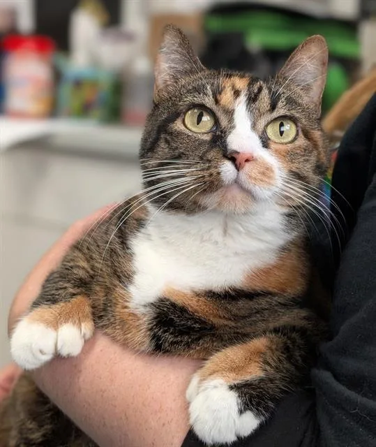 An adult medium-sized female Domestic Short Hair cat named Moana for adoption in Canfield, OH