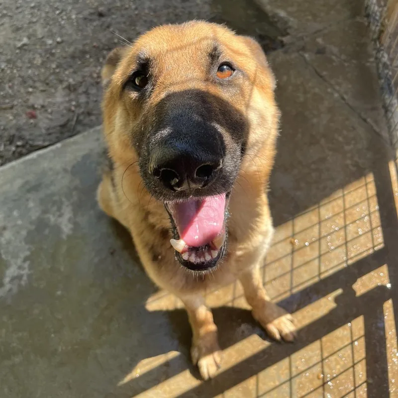 An adult large-sized male Black German Shepherd Dog dog named Falcon for adoption in Birmingham, AL