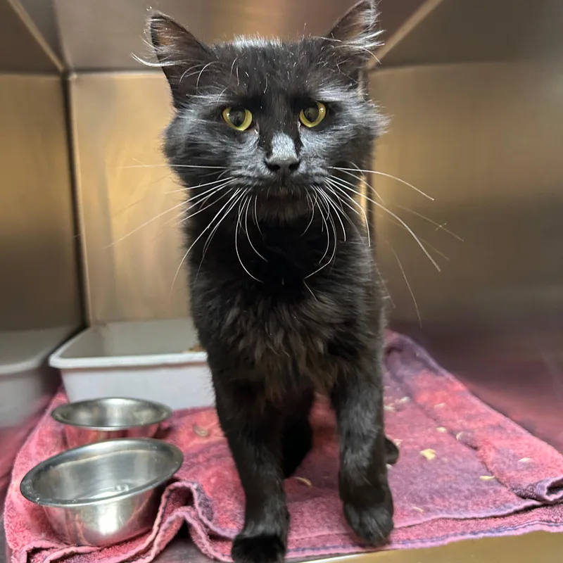 A young medium-sized male Domestic Medium Hair cat named Otto for adoption in Lindon, UT