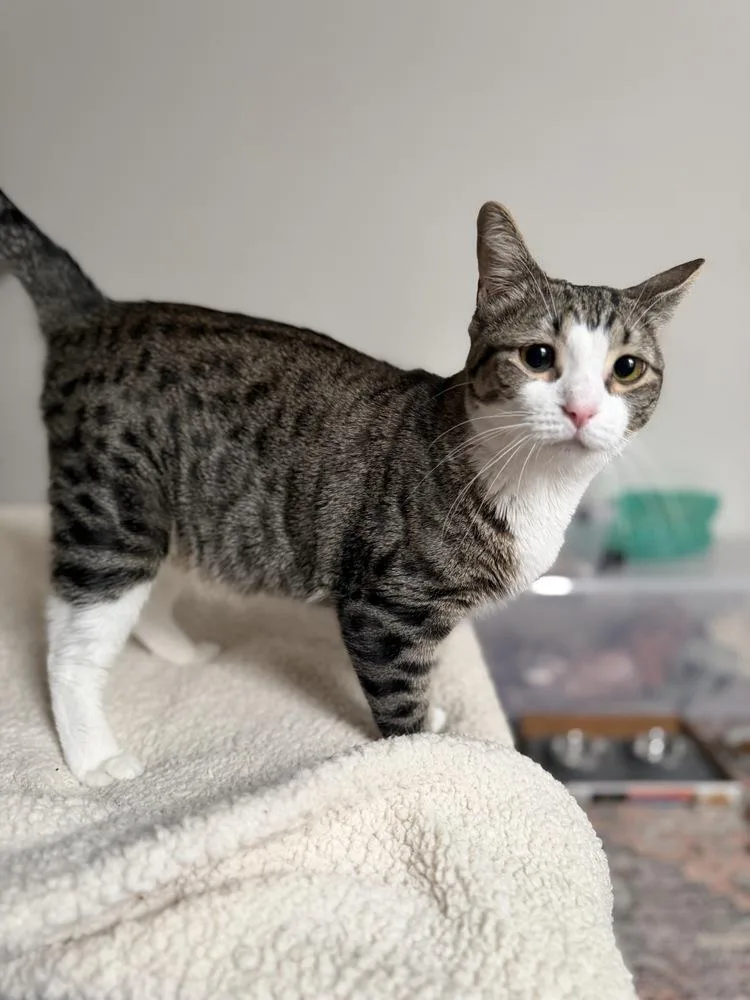 A young medium-sized male Brown / Chocolate Domestic Short Hair cat named Finn for adoption in Chicago, IL