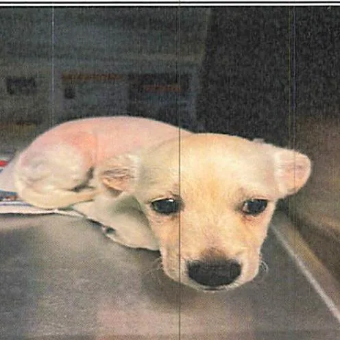 A baby small-sized male White / Cream Labrador Retriever dog named Jamison A for adoption in Mission Hills, CA