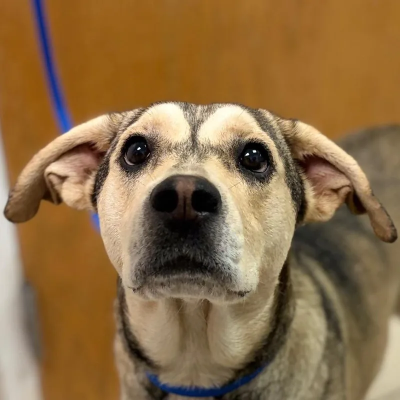 An adult medium-sized female Apricot / Beige Mixed Breed dog named Princess Goodness for adoption in Charleston, WV