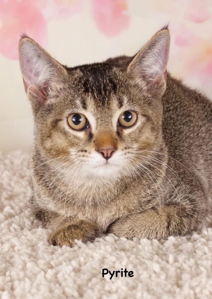 A baby small-sized male Domestic Short Hair cat named Pyrite for adoption in Gilbert, AZ